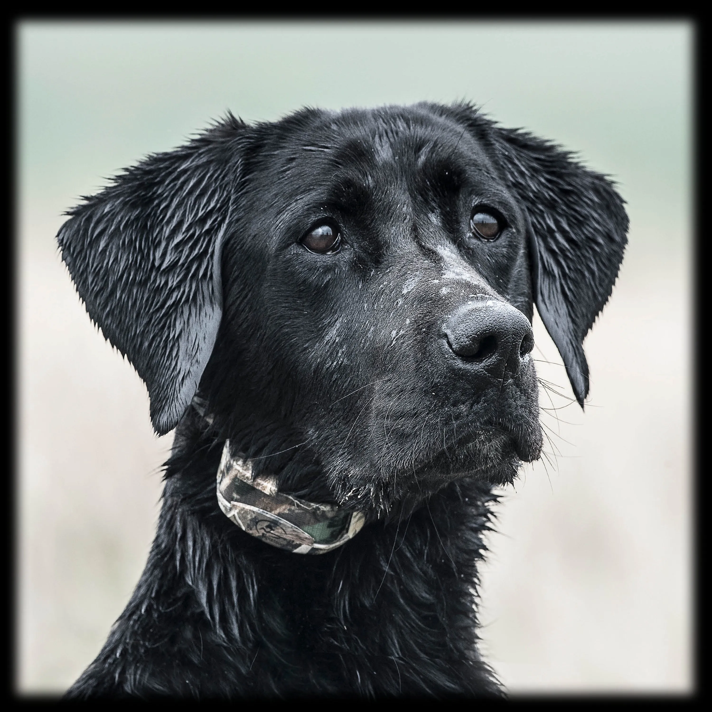 SportDOG Brand SDR-AC WetlandHunter 425X Add-A-Dog Collar